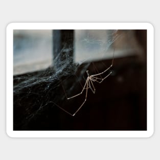 Spider Sticker